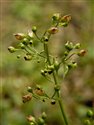 Scrophularia nodosa