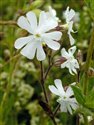 Silene latifolia