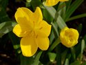 Sternbergia lutea