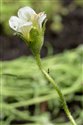 Saxifraga cespitosa