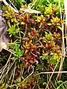 Sphagnum denticulatum