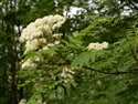 Sorbus aucuparia