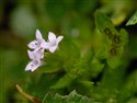 Sherardia arvensis