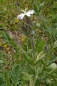 Silene latifolia