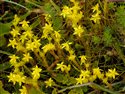 Sedum acre
