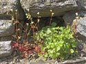 Saxifraga tridactylites