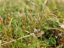 Spiranthes spiralis