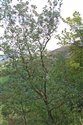 Sorbus stenophylla