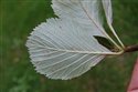 Sorbus stenophylla