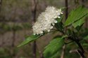 Sorbus leyana