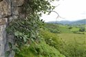 Sorbus leptophylla