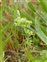 Leaf, Scleranthus annuus