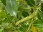 Leaf, Salix pentandra