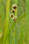 Flower, Schoenoplectus tabernaemontani