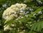 Flower, Sorbus aucuparia