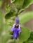 Blue flowers, Salvia officinalis