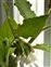 Leaf, Symphytum orientale