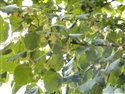 Tilia cordata