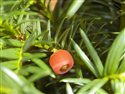 Taxus baccata