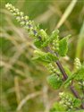 Teucrium scorodonia