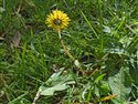 Taraxacum luteum