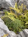 Lesser Meadow-rue