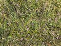 Wild Thyme