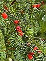 Taxus baccata