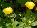 Trollius europaeus