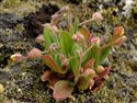 Tuberaria guttata