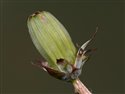 Taraxacum 'iscanum'