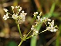 Trocdaris verticillata