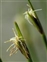 Caernarvonshire, Trichophorum germanicum