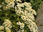 Boundaries, Tanacetum parthenium