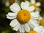 Boundaries, Tanacetum parthenium