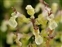 Bracken, Teucrium scorodonia