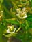 The Bastard-toadflax family, Santalaceae, Thesium humifusum