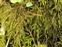 Neckeraceae, the Feather-moss family, Thamnobryum alopecurum