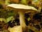 Tricholomataceae, Tricholoma sp.