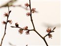 Ulmus glabra
