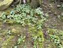 Umbilicus rupestris