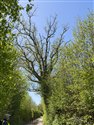 Ulmus glabra