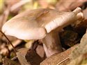 Unknown fungus