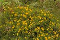 Ulex gallii