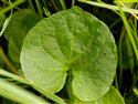 Viola palustris