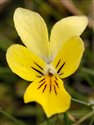 Viola lutea