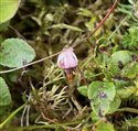 Vaccinium oxycoccos