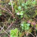 Vaccinium vitis-idaea