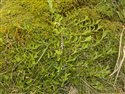 Veronica officinalis