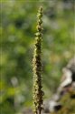 Veronica spicata